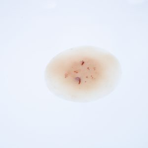 Fragmentation Spray 2
